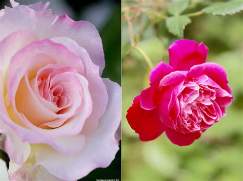 薔薇種植|バラを種から育てる方法: 13 ステップ (画像あり)